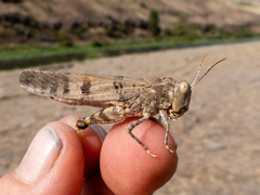 Dissosteira spurcata