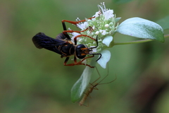 Sphex flavovestitus