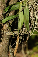 Sarcochilus australis