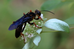 Sphex flavovestitus