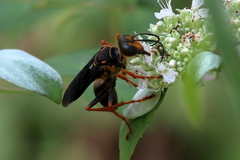 Sphex flavovestitus