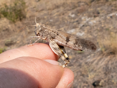 Dissosteira spurcata