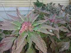 Amaranthus