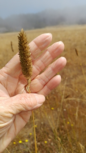 Phalaris aquatica