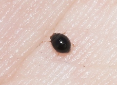Delphastus sonoricus
