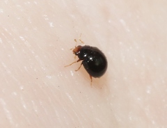 Delphastus sonoricus
