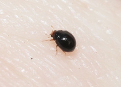 Delphastus sonoricus