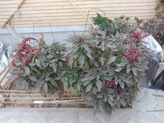 Amaranthus