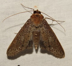 Nagara