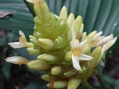 Goeppertia marantifolia