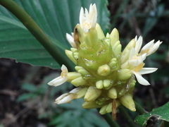 Goeppertia marantifolia