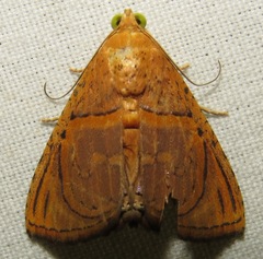 Eulepidotis bourgaulti