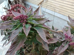 Amaranthus