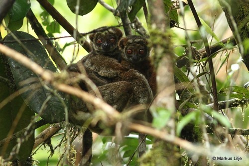 Gmelin's Woolly Lemur