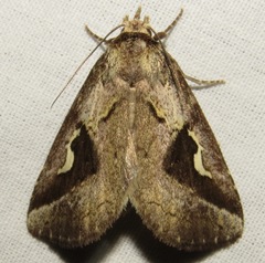 Phyllopalpia triangulum