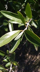 Citharexylum montevidense