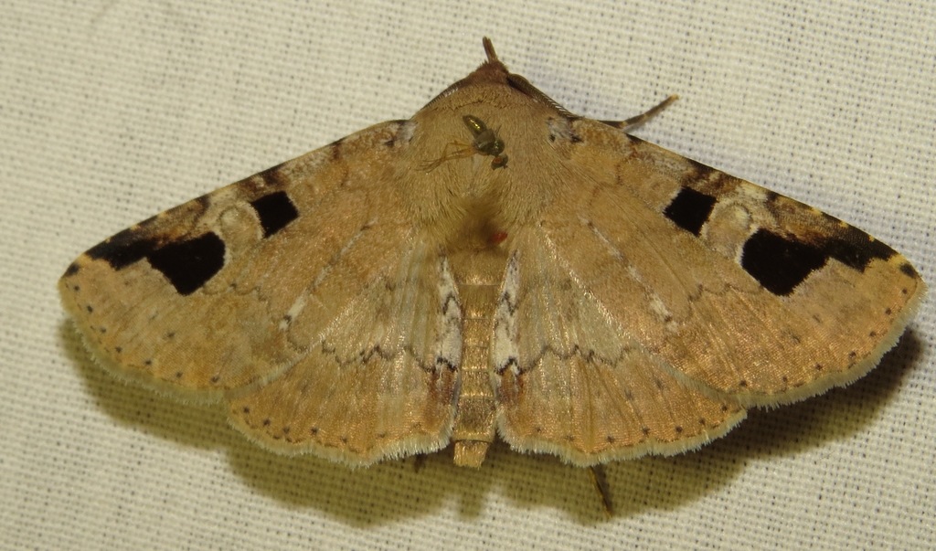 Triommatodes costinotata