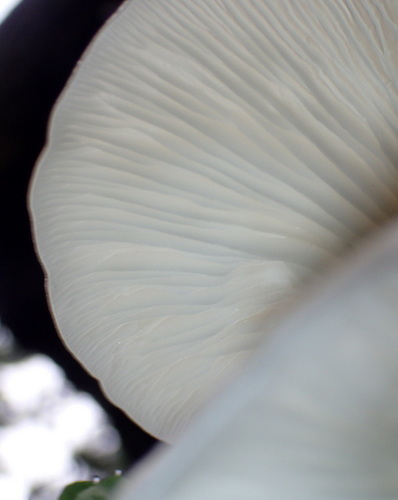 Pleurotaceae image