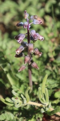 Lachenalia bolusii