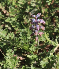 Lachenalia bolusii
