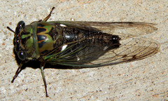 Neotibicen pruinosus