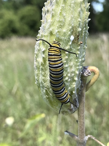 Monarch photographed in North Dakota