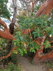 Pacific Madrone - Photo (c) normard, some rights reserved (CC BY-NC)