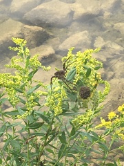 Dolomedes scriptus