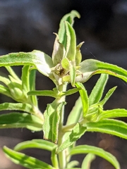 Monarda viridissima