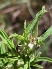 Monarda viridissima