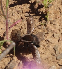 Triplasius lateralis