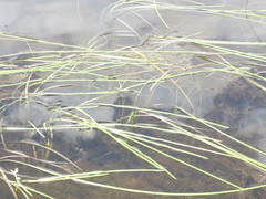 Sparganium angustifolium