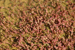 Crassula vaillantii