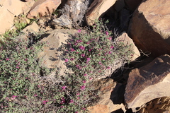 Indigofera intermedia