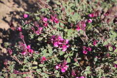 Indigofera intermedia