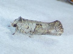 Acrolophus piger