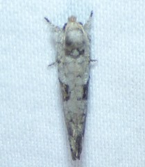 Acrolophus piger