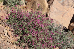Indigofera intermedia