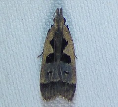 Dichomeris bilobella