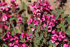 Indigofera intermedia