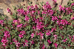 Indigofera intermedia