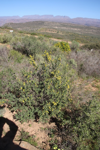 Image of Wiborgiella leipoldtiana by (c) Tony Rebelo, some rights reserved (CC BY-SA)