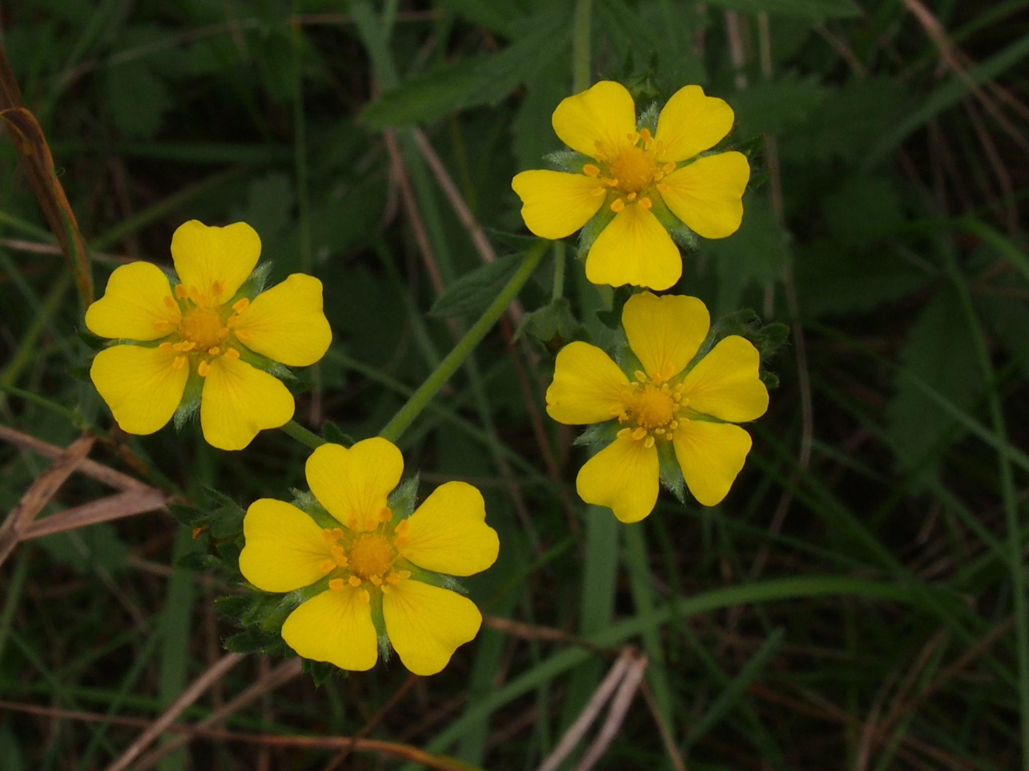 Potentilla inclinata