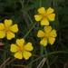 Grey Cinquefoil - Photo (c) Ken Potter, some rights reserved (CC BY-NC), uploaded by Ken Potter