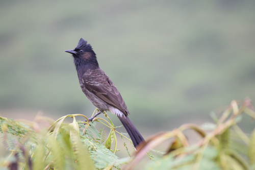 Red-vented Bulbul