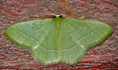 Chlorissa attenuata