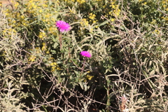 Drosanthemum longipes
