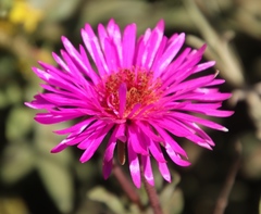 Drosanthemum longipes