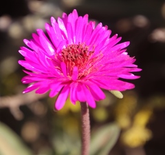 Drosanthemum longipes