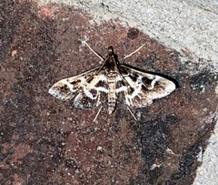 Diasemiodes janassialis